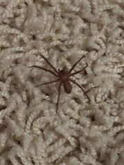 Loxosceles reclusa