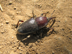 Sphenophorus aequalis