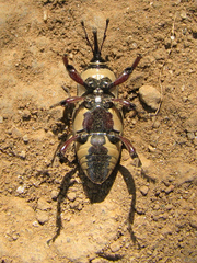 Sphenophorus aequalis