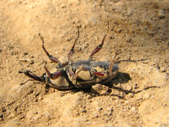 Sphenophorus aequalis