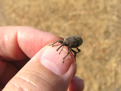 Sphenophorus aequalis