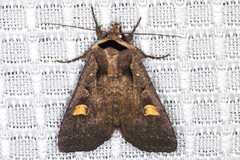 Adelphagrotis indeterminata