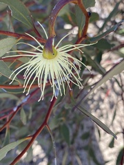 Eucalyptus tenera