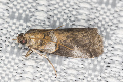 Acrobasis caliginella