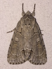 Acronicta radcliffei