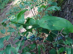 Polygonatum biflorum commutatum