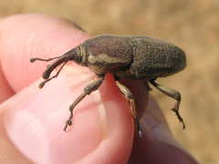 Sphenophorus aequalis