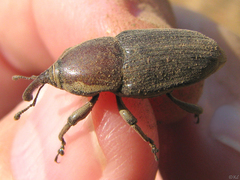 Sphenophorus aequalis