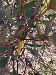 Eucalyptus tenera