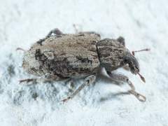 Listroderes difficilis