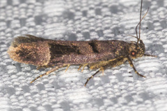 Pseudochelaria manzanitae