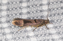 Pseudochelaria manzanitae