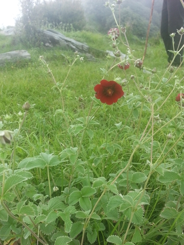 Potentilla argyrophylla, photograph 6