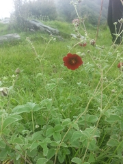 Potentilla atrosanguinea