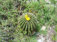 Ferocactus echidne victoriensis