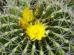 Ferocactus echidne victoriensis