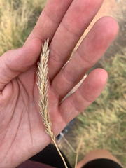 Psathyrostachys juncea