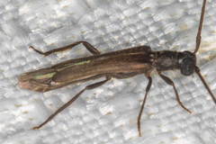 Styloxus fulleri californicus