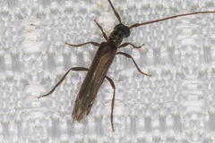 Styloxus fulleri californicus
