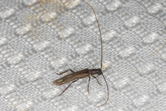 Styloxus fulleri californicus