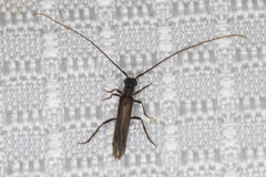 Styloxus fulleri californicus