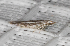 Coleophora discostriata