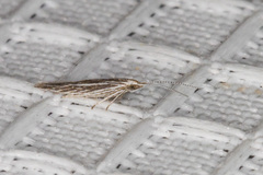 Coleophora discostriata