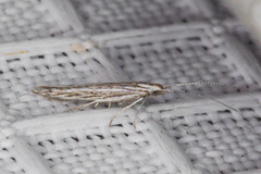 Coleophora discostriata