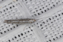 Coleophora discostriata