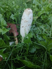 Coprinus comatus