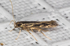 Eralea albalineella