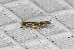 Eralea albalineella