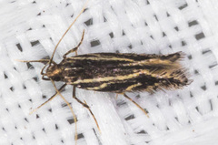 Eralea albalineella