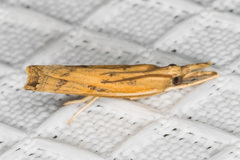 Fissicrambus quadrinotellus