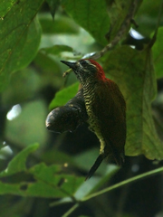 Yellow-Vented Woodpecker photo 3