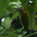 Yellow-vented Woodpecker - Photo (c) David Cook, some rights reserved (CC BY-NC)
