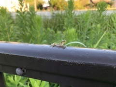 Hyla japonica