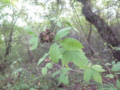 Eleutherococcus sessiliflorus