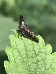 Aconophora compressa