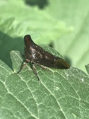 Aconophora compressa