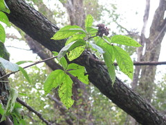 Eleutherococcus sessiliflorus