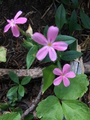 Phlox adsurgens