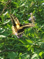 Papilio ornythion ornythion