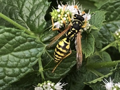 Polistes dominula