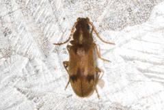 Notoxus desertus