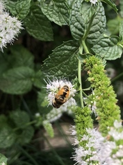 Eristalis arbustorum