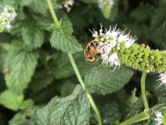 Eristalis arbustorum