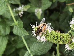 Eristalis arbustorum
