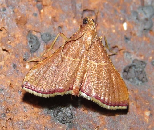 Endotricha erythralis