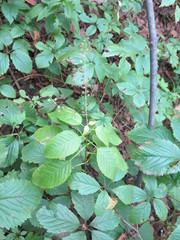 Circaea canadensis quadrisulcata
